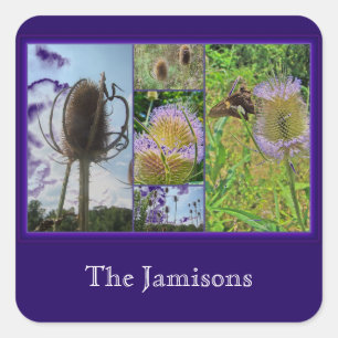 Sticker Carré Chardon de leville - Dipsacus fullonum