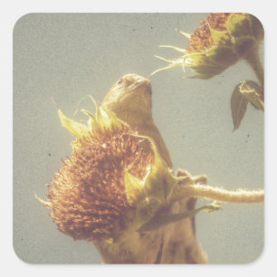 Sticker Carré Chardonneret