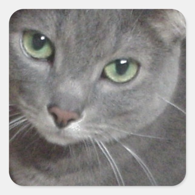 Sticker Carré Chat bleu russe (Devant)