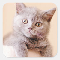 Chat britannique mignon de Shorthair