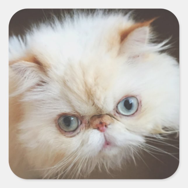 Sticker Carré Chat Dans Une Boîte (Devant)