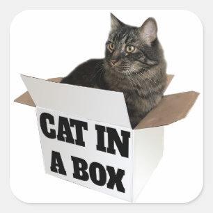 Sticker Carré Chat dans une boîte !