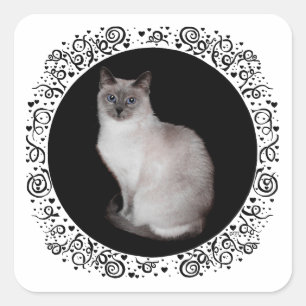Sticker Carré Chat de Siamese avec les yeux bleus