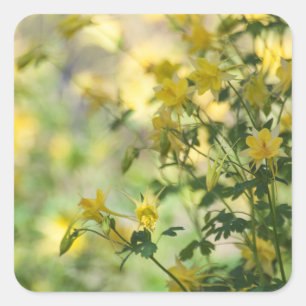 Sticker Carré Chat-Griffe dans le soleil de l'Arizona