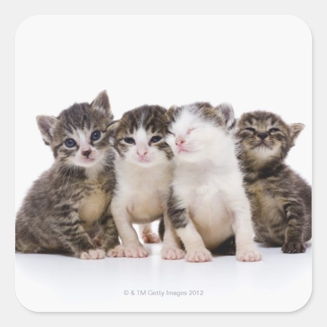 Sticker Carré chat japonais (Devant)