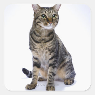Sticker Carré Chat japonais sur arrière - plan blanc