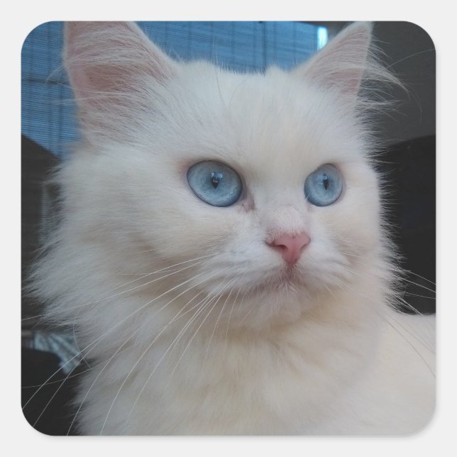 Sticker Carré Chat Kitty blanc aux yeux bleus (Devant)
