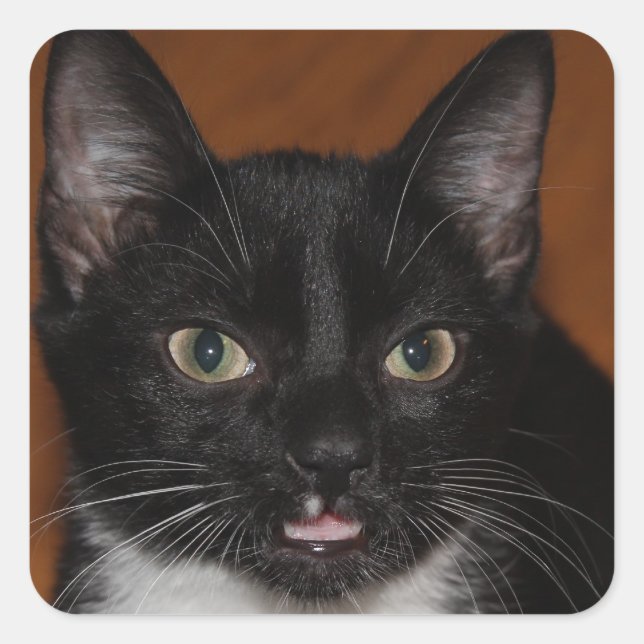 STICKER CARRÉ CHAT NOIR ET BLANC (Devant)