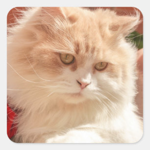 Sticker Carré Chat perse
