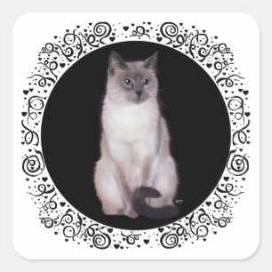 Sticker Carré Chat siamois