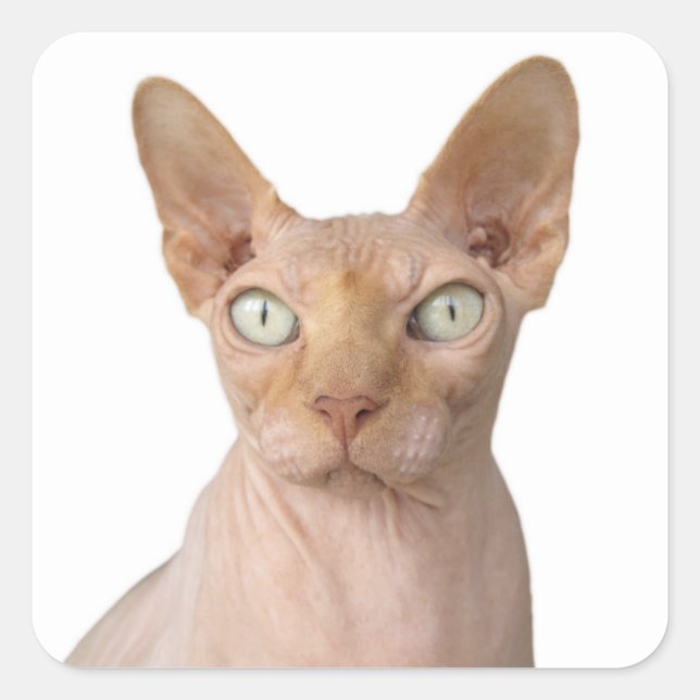 Sticker Carré Chat Sphynx sans cheveux (Devant)