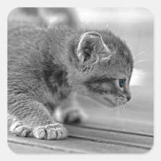 Sticker Carré Chaton de acroupissement