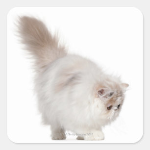 Sticker Carré Chaton persan (3 mois)