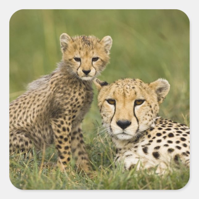 Sticker Carré Cheetah, Acinonyx jubatus, avec Cub (Devant)