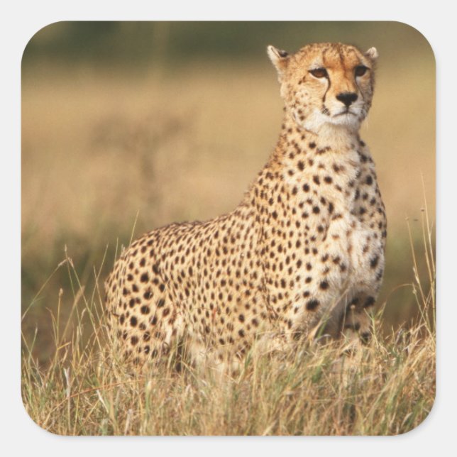 Sticker Carré Cheetah on small mound for better visibility (Devant)