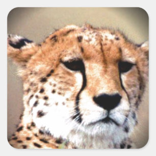 Sticker Carré Cheetah Portrait par Pleine lune : La grâce de la 