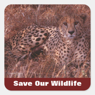 Sticker Carré Cheetah Stare Sauvez Notre Faune