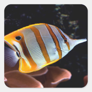 Sticker Carré Chelmon rostratus