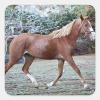 Sticker Carré Cheval arabe courant libre sur le pâturage