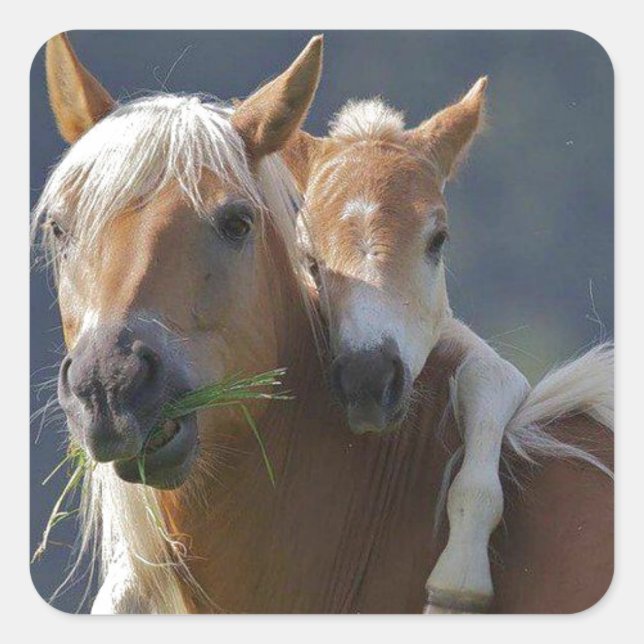 Sticker Carré Cheval mère et bébé (Devant)