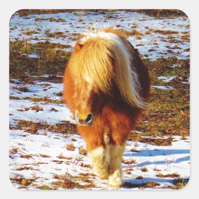 Sticker Carré Cheval miniature Brown et crème dans la neige. (Devant)
