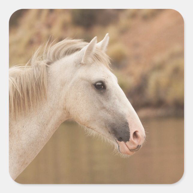 Sticker Carré Cheval sauvage blanc (Devant)