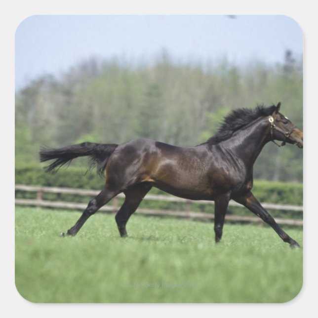 Sticker Carré Cheval Thoroughbreds, Wassl 1988, (Devant)