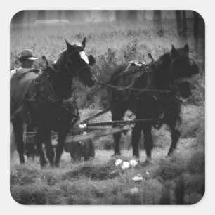 Sticker Carré Chevaux Amish en champ de foin
