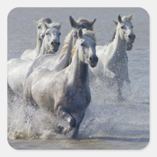 Sticker Carré Chevaux de Camargue courant sur marais pour traver