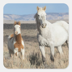 Sticker Carré Chevaux sauvages chez eux dans le bassin de Sandwa