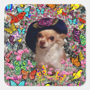 Sticker Carré Chi Chi en papillons - Chihuahua Chippy en Casquet