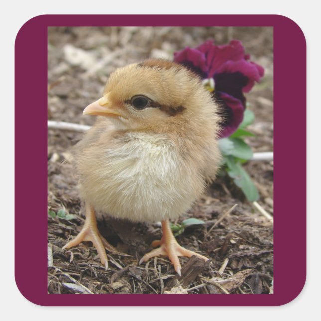 Sticker Carré Chick-A-Dee-Light I de Pâques (Devant)
