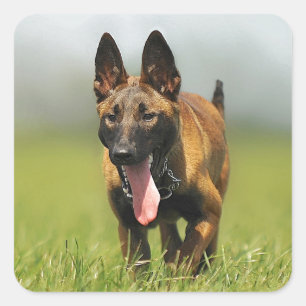 Sticker Carré Chien berger belge
