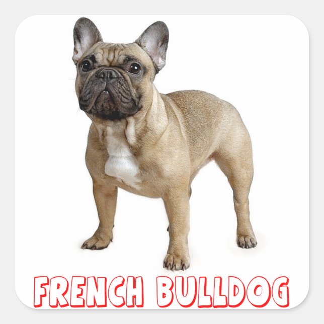 Sticker Carré Chien Chien Chien Chien Chien Chien Chien Brown (Devant)