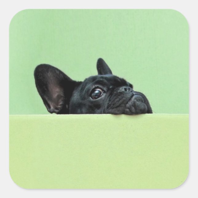 Sticker Carré Chien-chien français qui regarde au-dessus du mur (Devant)