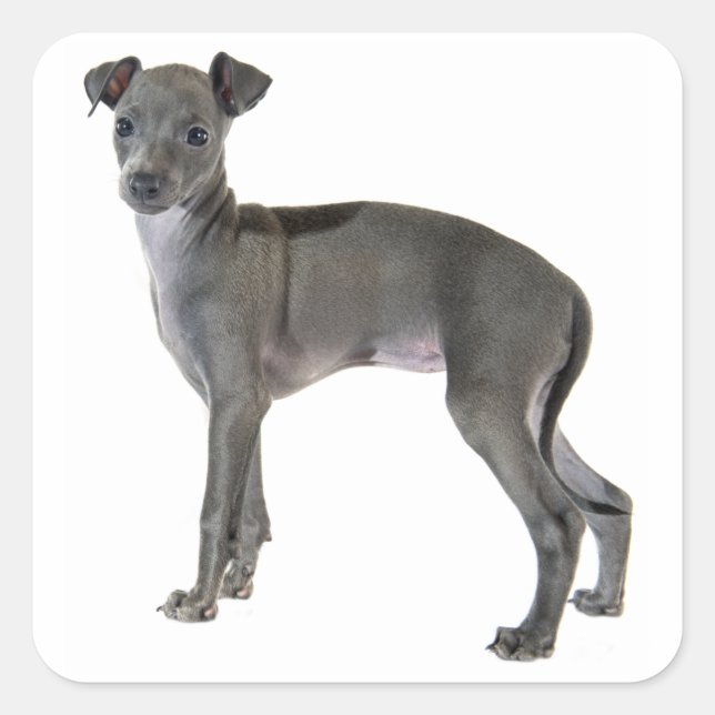 Sticker Carré Chien chiot gris italien gris (Devant)