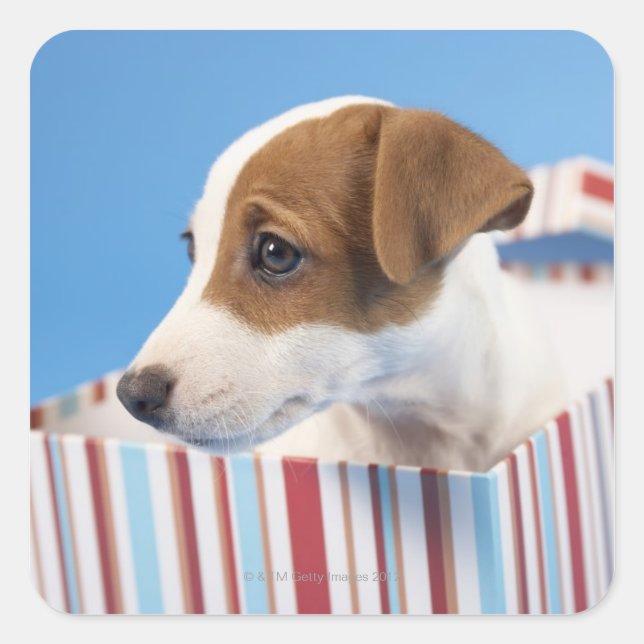 Sticker Carré Chien dans une boîte cadeau (Devant)