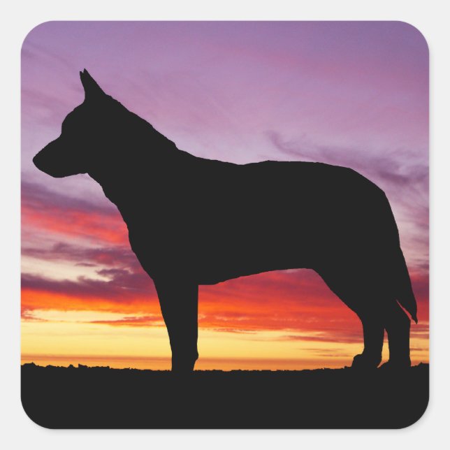 Sticker Carré Chien de bétail australien (Devant)