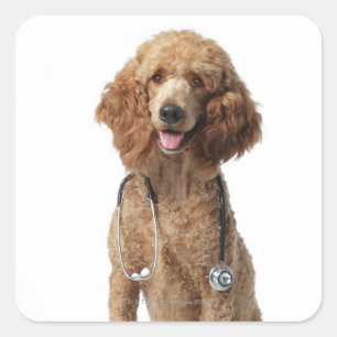 Sticker Carré Chien de caniche d'or portant un stéthoscope