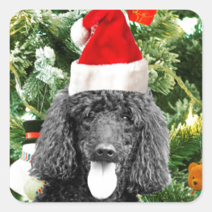 Sticker Carré Chien de caniche sapin de Noël Snowman Red Santa C
