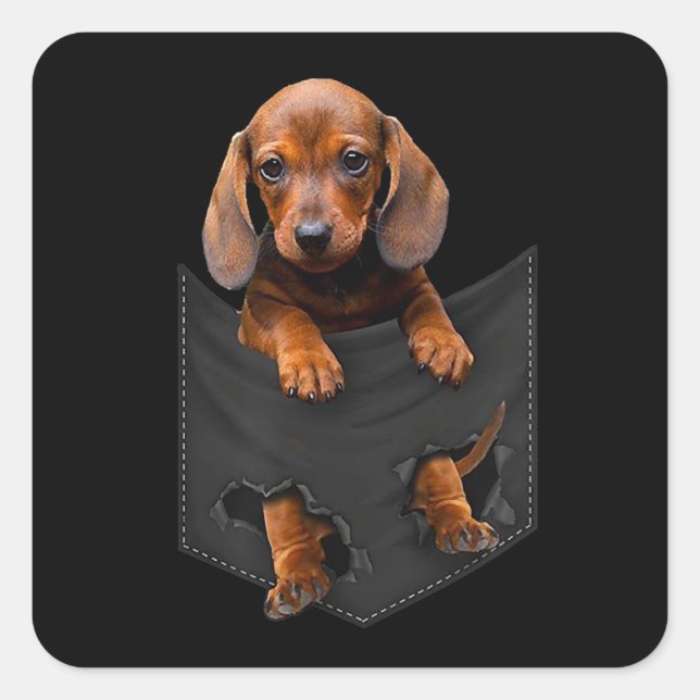 Sticker Carré Chien de chien Dans My Pocket Dachshund Weiner Dog (Devant)