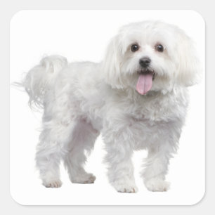Sticker Carré Chien de Chien de Chien De Chien De Chien Blanc / 