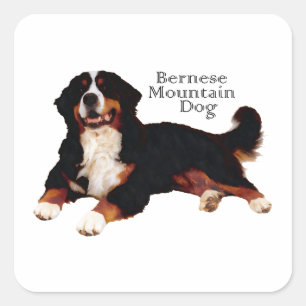 Sticker Carré chien de montagne bernois