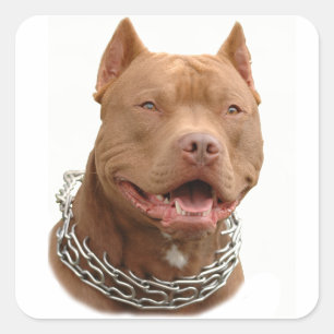 Sticker Carré Chien de Pitbull