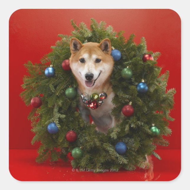 Sticker Carré Chien de Shiba Inu assis sur la couronne de Noël (Devant)