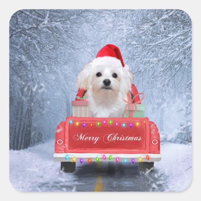 Sticker Carré Chien maltais en neige assis sur un camion de Noël (Devant)