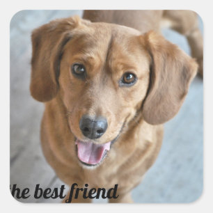 Sticker Carré Chien mignon