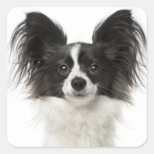 Sticker Carré Chien noir et blanc de Papillon - chiots d'amour