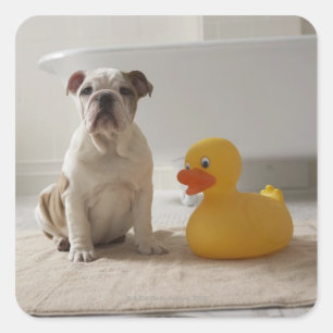Sticker Carré Chien sur le tapis avec le canard en plastique