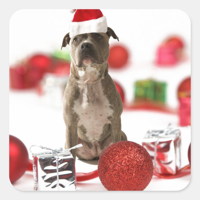 Sticker Carré Chien taureau avec boîte cadeau et ornements de No (Devant)